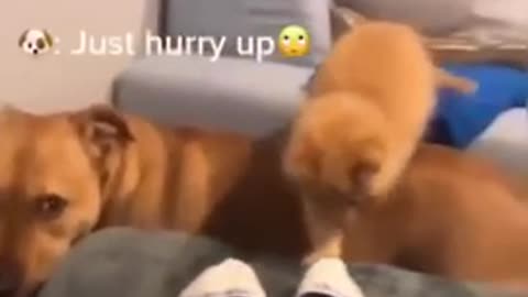 Cat videos 2022 that make you want a cat immediately 😂❤️