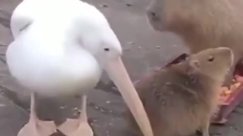 Pelican tries to eat capybara