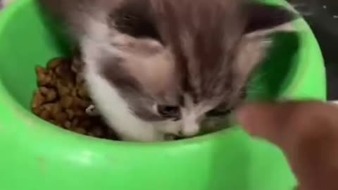 Funny and Cute Cats Videos #162