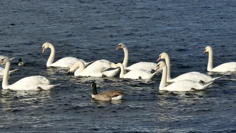 The life of white swans