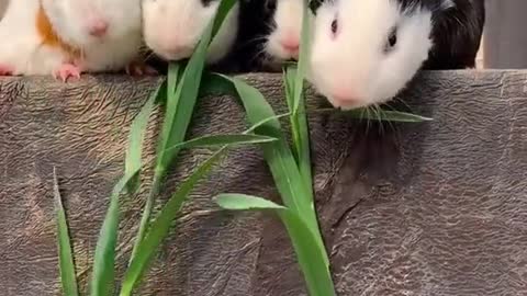 Four guinea pigs