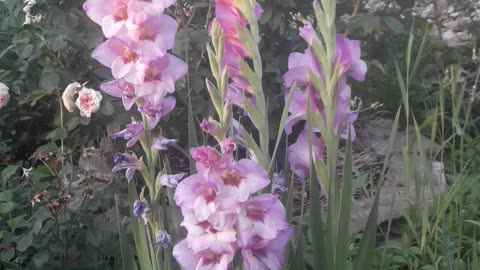 Three gladioli