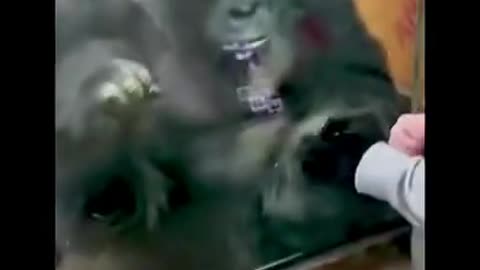 ☎️🦍Gorilla Captivated By A Phone