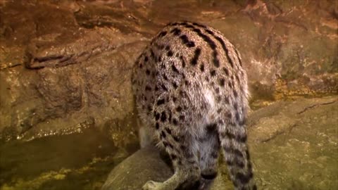 Fishing Cat: The Cat That Hunts Underwater