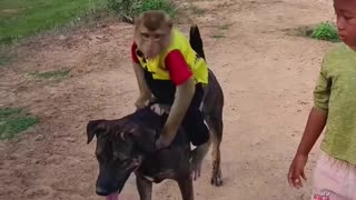 Little boy ,monkey and a dog playing together