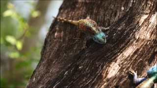 Lizards dramatic fight