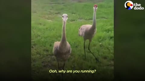 Crane Introduces His Babies To His Human Best Friend Every Year I The Dodo