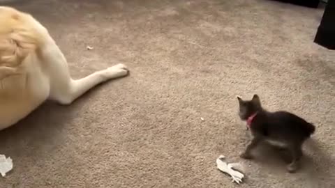 Kitten messing around with Dog .. cute moments try not to laugh