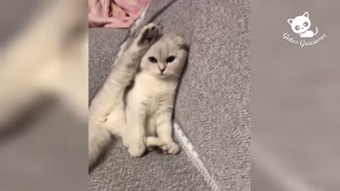 Los Mejores Videos de Gatos Chistosos #6