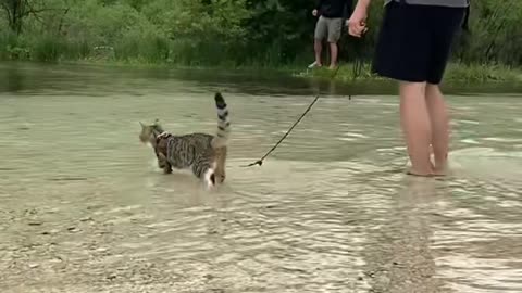 This cat can walk on water