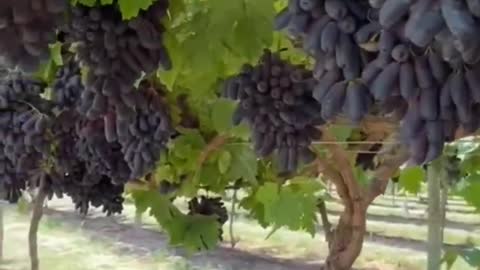 Variety Sweet Sapphire grapes farming