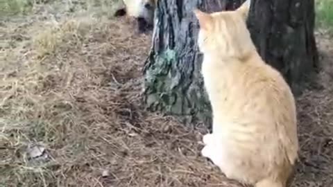 Fox __against_cat