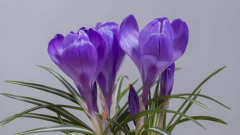 Crocus,Crocus video,flower,flower video