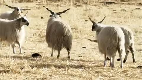 Amazing! Tibetan special sheep fight🤜🏽😱🤛🏽_Cut