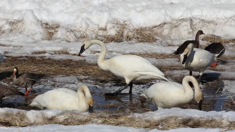 Trumpet Swans and Canada Geese in Fairbanks, Alaska in April 2023