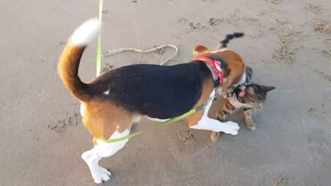 Energetic Beagle Yearns for Playtime with Beloved Kitty Friend