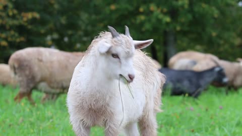 Cute Goat Eating Green Grass
