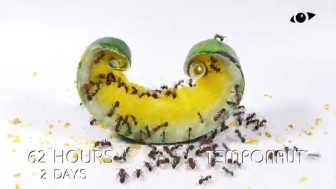 Ants vs Yellow Watermelon Time-Lapse