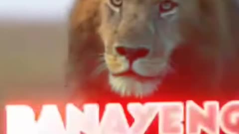 🦁 lion video is very nice 🙂