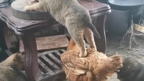 Friendship Of Cat And Chicken . Animels Funny Video