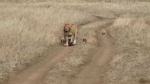 Baby lion cubs go on walk with mom