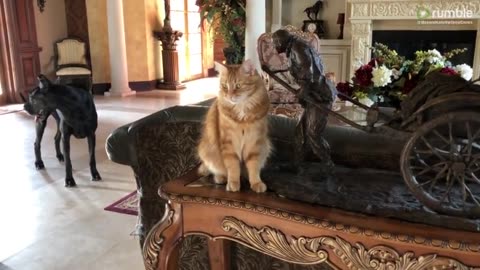 Playful cat chases bouncing Great Dane