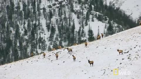 Hunting With the Dark Wolf | Wild Yellowstone