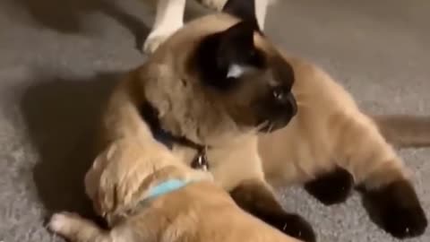 Cat and Dog play