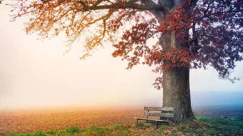 Beautiful Chinese Flute Bamboo Relaxation Music