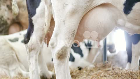 Milky Cows Ready For Milking On Farm Milk Production 9