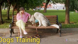 How To Training dog First | Puppy Performing Training Command | Dog Showing | america's got talent |