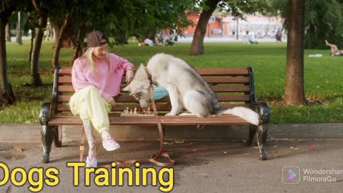 How To Training dog First | Puppy Performing Training Command | Dog Showing | america's got talent |