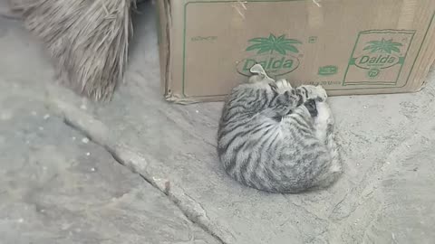 cat video