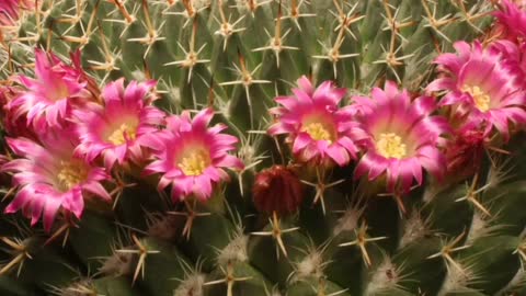 The beauty of the cactus flower