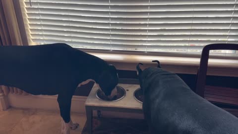 Playful cat enjoys a game of whack a Great Dane before breakfast