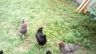 Meet the hens (and Rocky)