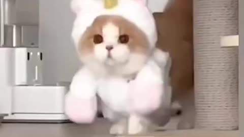 Cute cat funny moments