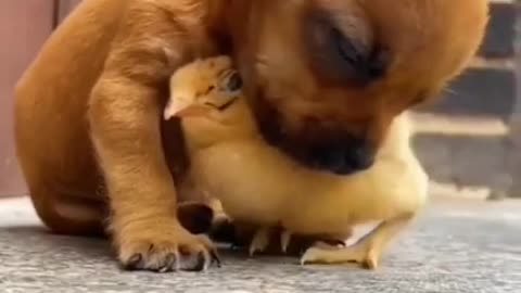 Dog and chicken friend ship creativity