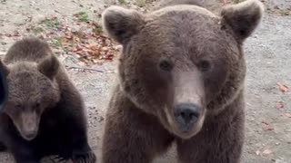 Beggar Bears On Romania's Transfagarasan Highway