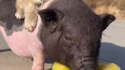 Dog and Pig friend