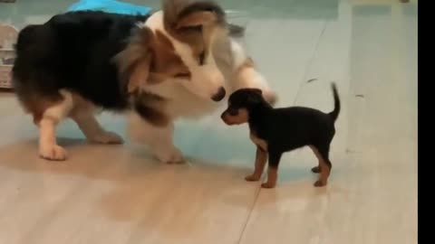 Funny and beautiful dog and puppies . A beautiful moment