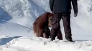 Ape no likes white cold stuff 🤣🤣