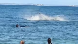 Couple of dolphins jumping wow