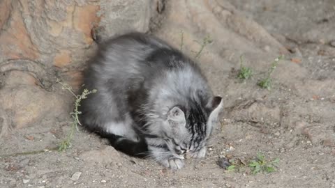 kitten outside cleaning 26382