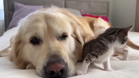 Tiny Kittens Love a Golden Retriever like their Mom