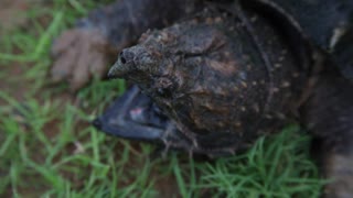 Alligator Snapping Turtle up close