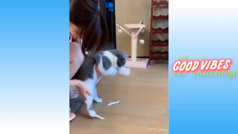 Cute ver Funny pets playing....