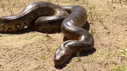 Aggressive Python, Giant Anaconda attacks Leopard cub, Lion vs Python