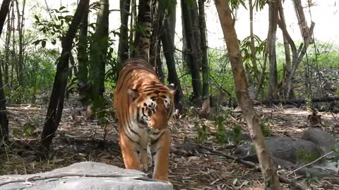 Bengal Tiger 🐯 drinking water in Pune_ #nikonp950 #wildlife #tigers #tiger