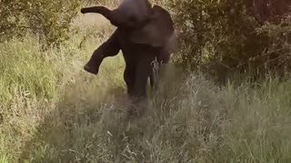 Baby Elephant Practices Its Charge